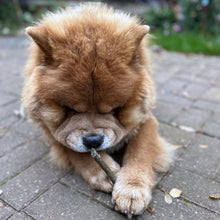 Load image into Gallery viewer, Chow Chow dog playing with a stick on a paved surface