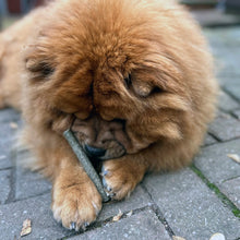 Load image into Gallery viewer, Brown dog chewing on a stick on a paved surface