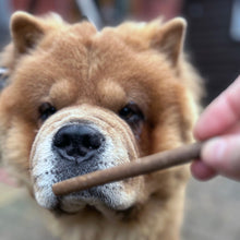 Load image into Gallery viewer, Dog looking at a stick held by a person with a blurred background