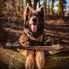 Load image into Gallery viewer, Anco Naturals Hairy Giant Deer Leg