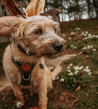 Load image into Gallery viewer, Anco Hairy Goat Ear
