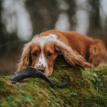 Load image into Gallery viewer, Anco Naturals Goat Horn