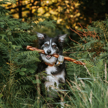 Load image into Gallery viewer, Dog holding a stick in its mouth surrounded by green foliage