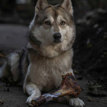 Load image into Gallery viewer, Wolf lying on the ground with a bone in its mouth