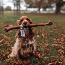 Load image into Gallery viewer, Dog holding a large bone-shaped treat in its mouth outdoors on a grassy field with trees in the background.