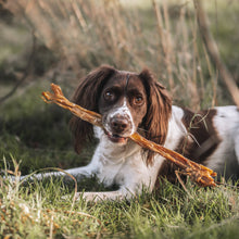 Load image into Gallery viewer, Dog holding a stick in its mouth while lying on grass