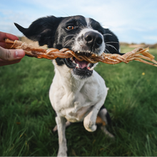 Load image into Gallery viewer, Dog holding a ostrich tendon chew in its mouth outdoors on a grassy field.