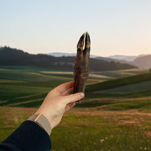 Load image into Gallery viewer, Nova Paddock Farm Wild Boar Trotter