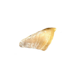 Load image into Gallery viewer, Empty Hooves - Single