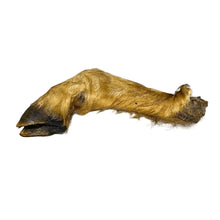 Load image into Gallery viewer, Tanned Hairy Lamb Trotter on a white background