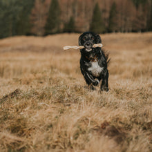 Load image into Gallery viewer, Black dog running through a field with a stick in its mouth