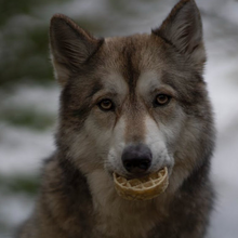 Load image into Gallery viewer, Wolf holding a waffle in its mouth with a blurred natural background