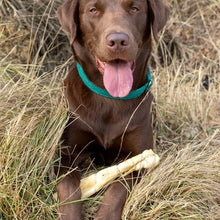 Load image into Gallery viewer, Chocolate Labrador retriever with a green collar sitting in grass holding a rawhide bone.