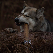 Load image into Gallery viewer, Wolf chewing on a bone in a forest setting