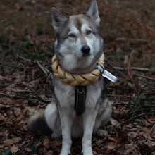 Load image into Gallery viewer, A gray and white dog sitting on a forest floor covered in dry leaves, wearing a thick braided tan collar and a black harness.