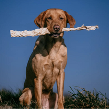 Load image into Gallery viewer, Dog holding a rope toy in its mouth against a blue sky