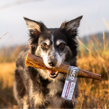 Load image into Gallery viewer, Dog holding a chew stick with a label in an outdoor setting
