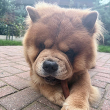 Load image into Gallery viewer, Brown dog lying on a brick pavement