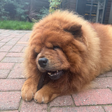 Load image into Gallery viewer, Brown dog lying on a brick pavement