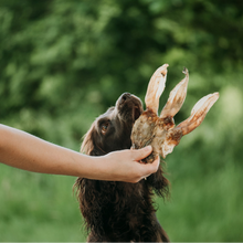 Load image into Gallery viewer, Dog looking at a rawhide bone held by a person outdoors