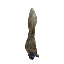 Load image into Gallery viewer, Anco_Naturals_Rabbit_Ear on a white background