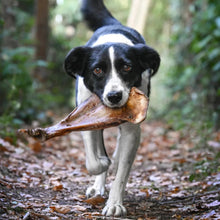 Load image into Gallery viewer, A black and white dog running on a leaf-covered forest path while carrying a large bone in its mouth.