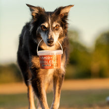 Load image into Gallery viewer, Dog holding a Hobbles treats bucket in a field