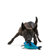 Load image into Gallery viewer, Dog playing with a blue toy on a white background