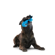 Load image into Gallery viewer, Dog playing with a blue toy on a white background