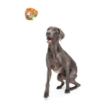 Load image into Gallery viewer, Gray dog sitting on a white background with a small logo in the corner.