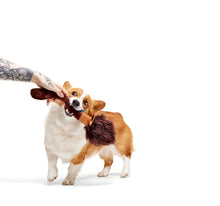 Load image into Gallery viewer, Two dogs playing with a toy on a white background