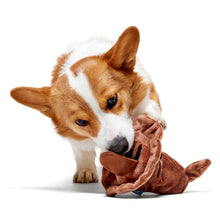 Load image into Gallery viewer, Corgi dog holding a brown plush toy on a white background