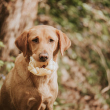 Load image into Gallery viewer, Brown dog holding a Buffalo Collagen Braided Ring in its mouth outdoors