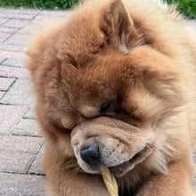 Load image into Gallery viewer, Dog chewing on a rope toy on a brick surface