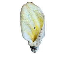 Load image into Gallery viewer, Honey White Cow Earon a white background