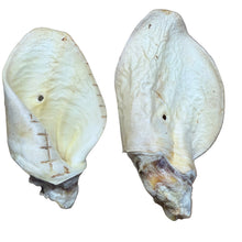 Load image into Gallery viewer, Two Honey White Cow Ears on a white background