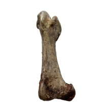 Load image into Gallery viewer, Ostrich Jumbo Bone