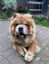 Load image into Gallery viewer, 100% Lamb Dental Stick