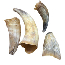 Load image into Gallery viewer, Anco Naturals Empty Cow Horn