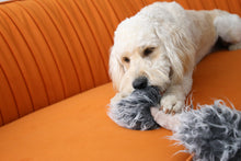 Load image into Gallery viewer, A fluffy cream-colored dog lying on an orange couch and chewing on a gray fuzzy toy.