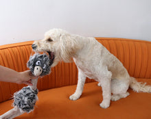 Load image into Gallery viewer, A white poodle sits on an orange sofa playing with a tug-of-war toy held by a person's hand.