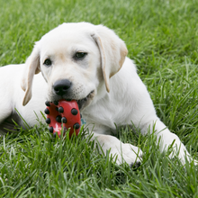 Load image into Gallery viewer, White puppy playing with a red toy on green grass