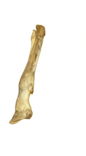 Load image into Gallery viewer, Lamb Trotter