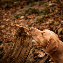 Load image into Gallery viewer, Dog chewing on a stick in a forest setting