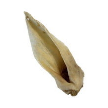 Load image into Gallery viewer, Dried White Lamb Ear on a white background