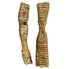 Load image into Gallery viewer, two Paddock Farm Buffalo Trachea Moo Tube