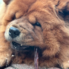 Load image into Gallery viewer, Close-up of a brown dog lying down with a blurred background