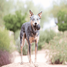 Load image into Gallery viewer, dog-carry-kong-toy.
