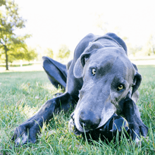 Load image into Gallery viewer, dog-licking-kong-black-extreme-dog-toy