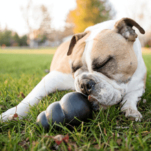 Load image into Gallery viewer, dog-licking-kong-black-extreme-dog-toy.